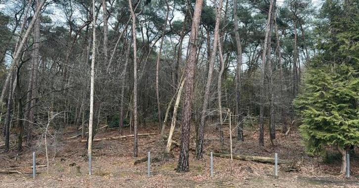 Massa aan hakselhout gratis, Jardin & Terrasse, Bois de chauffage, Branches, Enlèvement