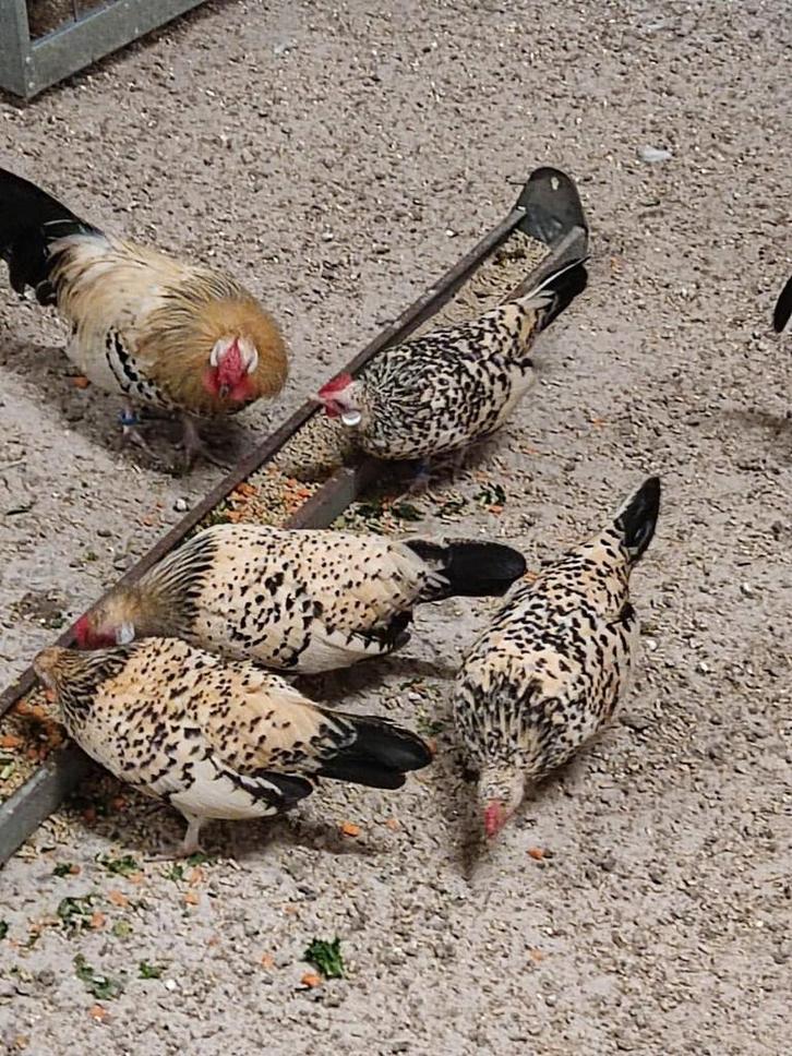 pluimvee, Animaux & Accessoires, Volatiles, Poule ou poulet, Plusieurs animaux