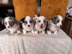 Prachtige welsh corgi cardigans te koop, Parvo, België, Particulier, Overige rassen