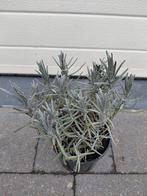 Lavendula Munstead, Ophalen