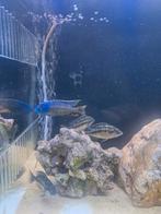 Malawi chicliden protomelas taeniolatus red empress, Dieren en Toebehoren, Vis, Zoetwatervis, Schoolvis