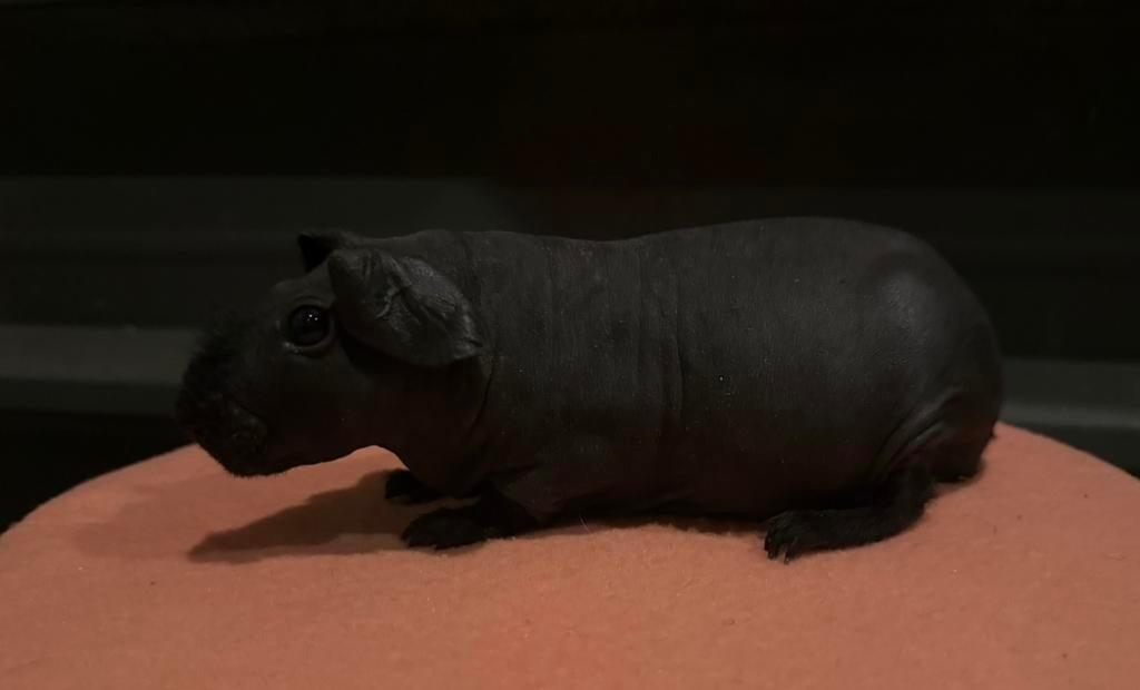 Skinny cavia zeugje, Dieren en Toebehoren, Knaagdieren, Cavia, Vrouwelijk, Tam, September