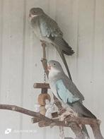 princes of Wales parkieten, Dieren en Toebehoren