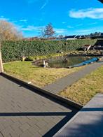 Vissen gezocht gratis