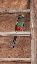 Grijsgroene veelkleurenparkiet man