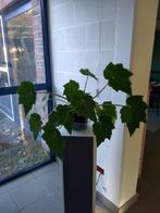 Begonia heracleifolia Cham. & Schltdl. (Kamerplant), Ophalen, In pot, Halfschaduw