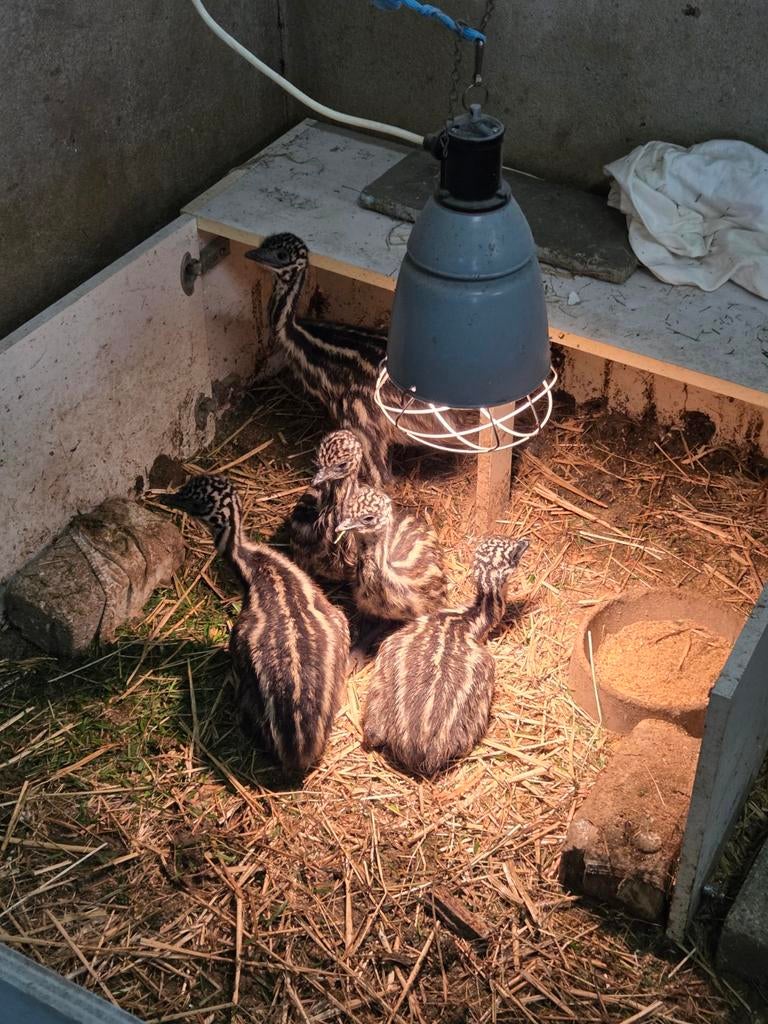 Jonge emoes - emoe kuikens, Animaux & Accessoires, Volatiles, Sexe inconnu, Autres espèces