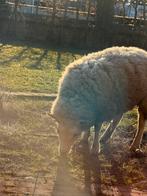 Mouton, Femelle, Mouton