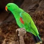 Perroquet eclectus mâle, Mâle, Perroquet