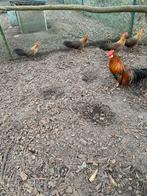 Broedeieren van onagadori, Dieren en Toebehoren, Pluimvee