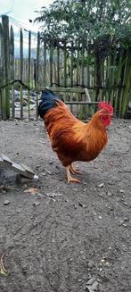 Hanen van verschillende rassen, Dieren en Toebehoren, Mannelijk, Kip