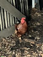 2 hanen, Dieren en Toebehoren, Mannelijk, Kip