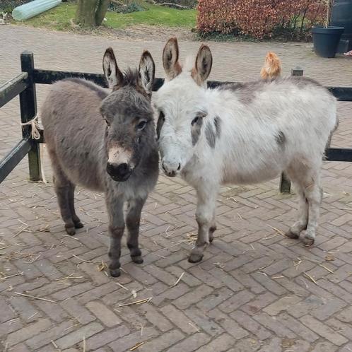 Mediterrane mini ezel ruintjes, Dieren en Toebehoren, Overige Dieren
