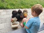 Dierenvriend gezocht, Komt aan huis, Verzorging