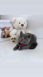 Britse Korthaar Kitten (laatste van de nest), Dieren en Toebehoren, Poes, Gechipt, 0 tot 2 jaar