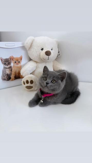 Britse Korthaar Kitten (laatste van de nest) beschikbaar voor biedingen
