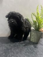 Pomapoo reu, Dieren en Toebehoren, Parvo, België, 8 tot 15 weken, Meerdere