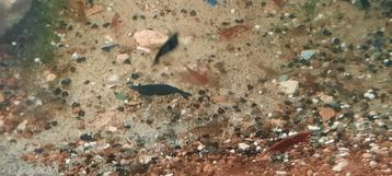 garnalen divers beschikbaar voor biedingen