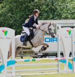 Talentvolle grote D pony, Gechipt, M, 3 tot 6 jaar, Meerdere dieren