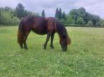 Mooie grote shetlander merrie 1 jaar, Dieren en Toebehoren, Pony's, Merrie, 0 tot 2 jaar, A pony (tot 1.17m), Onbeleerd