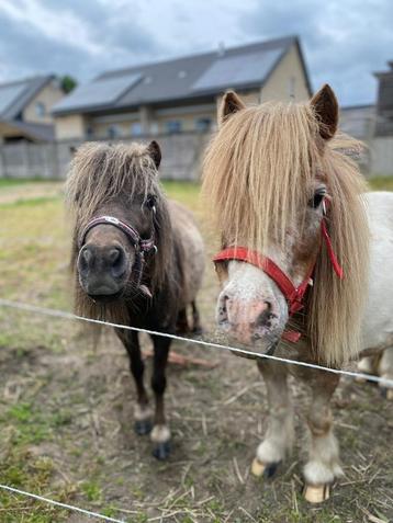 Shetlander merries