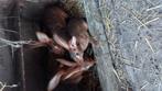 Belgische Haaskonijnen raszuiver groot aanbod, Dieren en Toebehoren, Konijnen, Groot