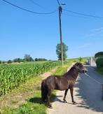 Minipaard merrie -Nmprs- Amha, Dieren en Toebehoren, Pony's, Merrie, M, Gechipt