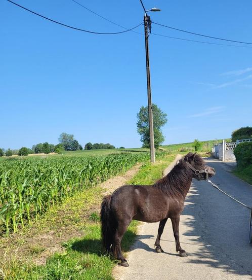 Minipaard merrie -Nmprs- Amha, Dieren en Toebehoren, Pony's, Merrie, M, Met stamboom, Gechipt, Ontwormd, Ingeënt