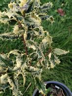ilex aquifolium ferox argenta, Tuin en Terras, Minder dan 100 cm, Struik, Ophalen, Hulst