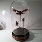 3 kevers + 1 mot onder globe, Verzamelen, Verzenden, Gebruikt, Overige soorten, Opgezet dier