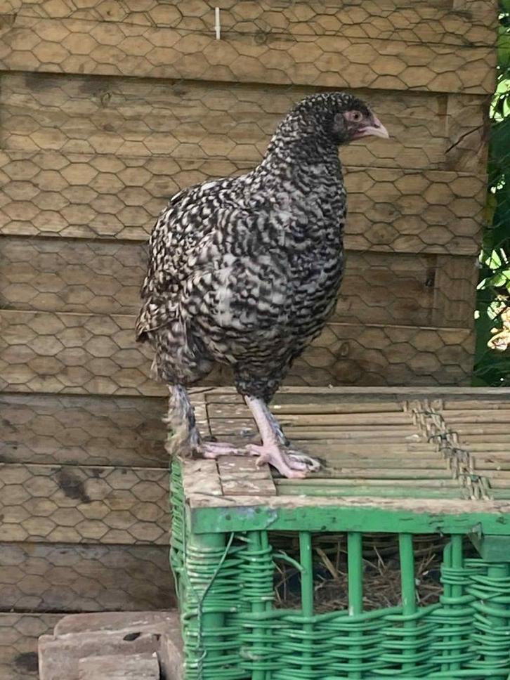 Mechelse koekoek hennen, Dieren en Toebehoren, Pluimvee