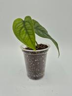 Monstera siltepecana, Ophalen of Verzenden