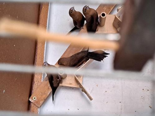 A vendre bec d argent fin 2024 :10€ pièce, Dieren en Toebehoren, Vogels | Overige Vogels