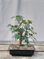 Bonsai kleine acer, Tuin en Terras, Planten | Bomen, Ophalen