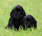 Engelse Cocker pups, CDV (hondenziekte), Meerdere, 8 tot 15 weken, Meerdere dieren