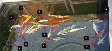 verschillende mooie koi, Dieren en Toebehoren, Karper of Koi