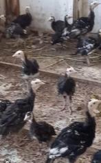 amerikaanse brons kalkoen, Meerdere dieren, Kalkoen