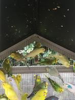BEWEZEN KWEEKKOPPELS GRASPARKIETEN VANAF 15 EURO/KOPPEL, Plusieurs animaux, Perruche