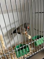 Bleekrug charcoal  zebravink man, Dieren en Toebehoren