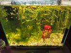 Guppy te koop, Dieren en Toebehoren, Ophalen, Zo goed als nieuw