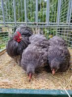 Trio blauw cochin kriel, Dieren en Toebehoren, Pluimvee