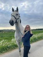 Grote lieve ruin - ASAP, Gechipt, Ruin, Zadelmak, 170 tot 175 cm