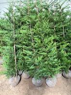 Cup leylandii, Tuin en Terras, Ophalen of Verzenden