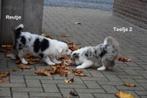 Prachtige Blue Merle Tricolor Border Collie pups, Dieren en Toebehoren, Honden | Herdershonden en Veedrijvers, België, CDV (hondenziekte)