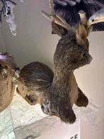 Hertje zittend, Ophalen