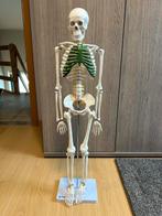 Skelet, Ophalen of Verzenden, Nieuw