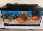 Aquarium met 2 goudvissen en jbl cristalprofi i80 filterpomp, Dieren en Toebehoren, Ophalen, Zo goed als nieuw