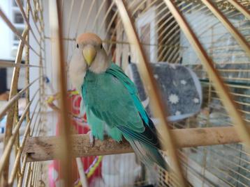 Gevonden, Dieren en Toebehoren, Vermiste en Gevonden Dieren