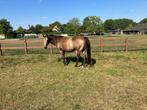 bukskin te koop, Dieren en Toebehoren, Paarden, Gechipt, Ruin, Zadelmak, 3 tot 6 jaar