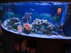 Aquarium JUWEL 450L plus Meuble ( 150 x 60 x 50 cm ), Dieren en Toebehoren, Vissen | Aquaria en Toebehoren, Ophalen, Gebruikt